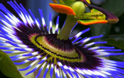 Passionsblumenöl (Passiflora incarnata)