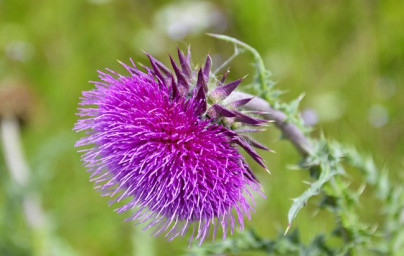 Mariendistelöl (Silybum marianum)